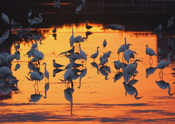 DeKorte Sunrise with Egrets Wright