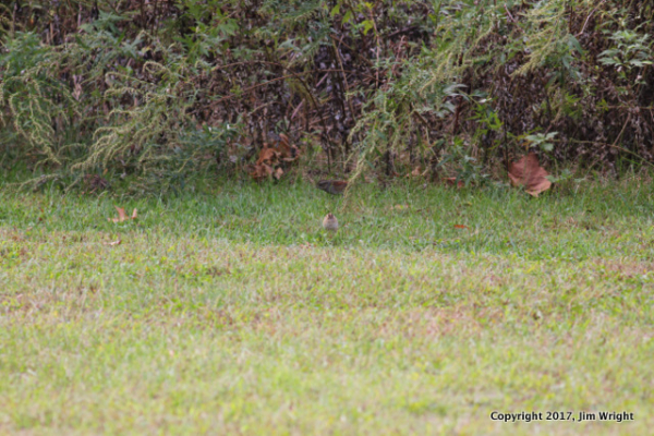 IMG_5199-001