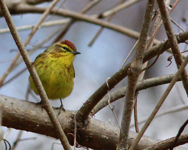 5 JWright Palm Warbler