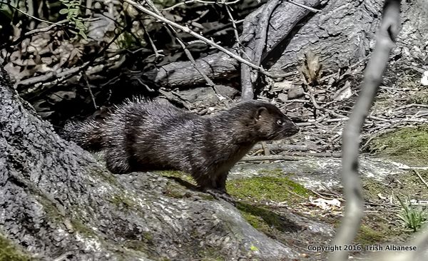 Mink
