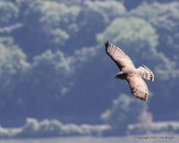 JW Broadwinged hawk at stateline lookout-001
