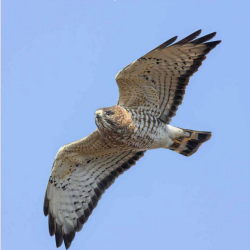 Hawk Migration Studies Cover Fall 2023