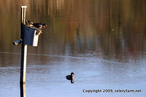 Wood duck house fight