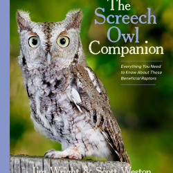 Screech Owl Cover