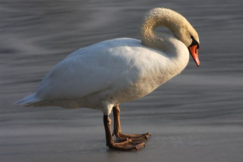 Mute swan 030709