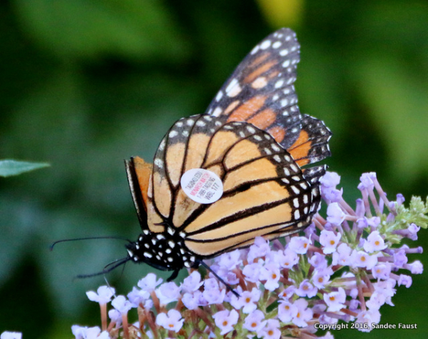 A Sticker on a Butterfly