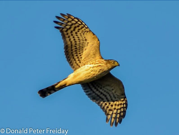 Screen Shot 2020-12-29 at 7.27.49 AM