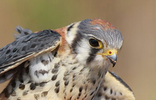 Screen Shot 2021-03-04 at 3.15.47 PM (1)