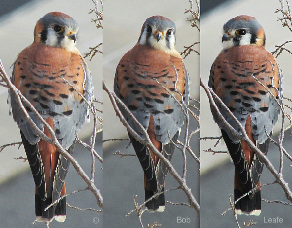IMG_6975 62 64 Kestrel 1-3-18  WM
