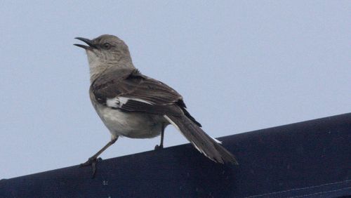 Bw070909 mockingbird jw-1