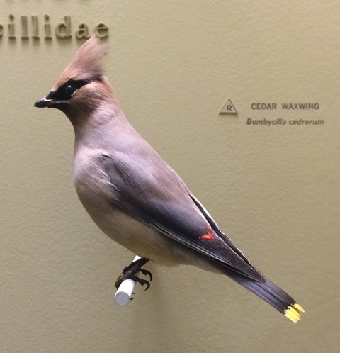 15.2_waxwing more fixed copy