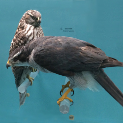 5.1_Goshawks_3647rotCrop copy