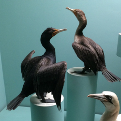 2.1 D-c Corms2819 crop copy