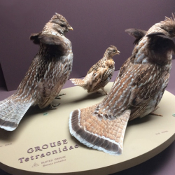 6-Ruffed Grouse 3162 crop re-edit2 copy