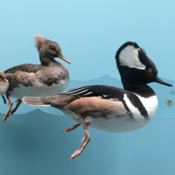 4.7_Mergs  Hooded 2946crop2 strtn copy