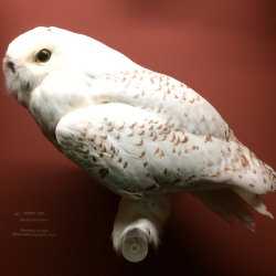 55 Owl  Snowy 2893rotate