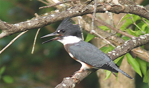 Belted kingfisher