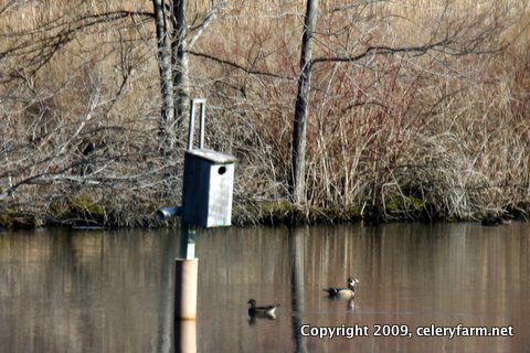 Wood ducks 0331