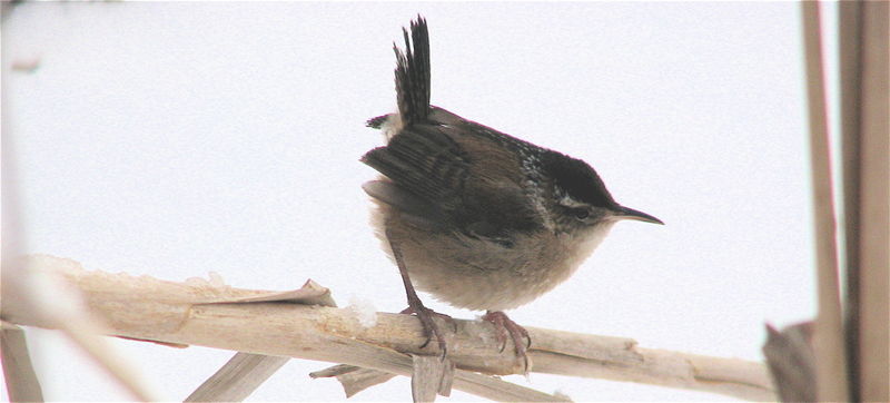 Wren011909