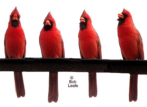 The Cardinal Quartet 4-15-13 WM