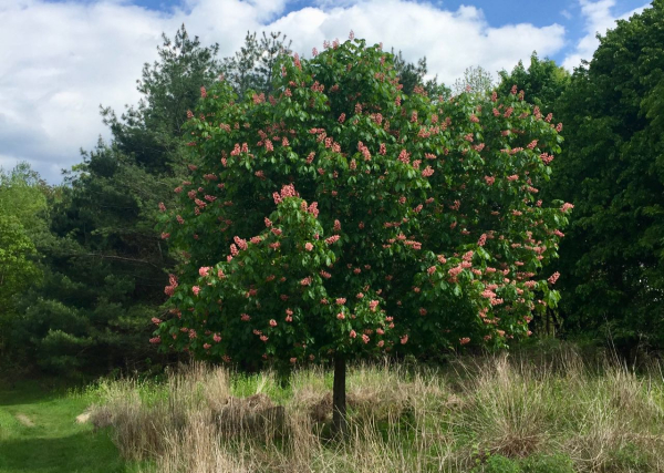 Cf red buckeye tree IMG_2295 (1)