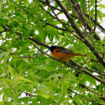 CF oriole _MG_0064 (1)