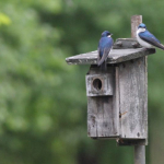 Ce tree swallows IMG_0026
