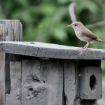 CF house wren
