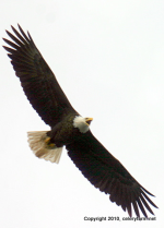 Eagle jan 28