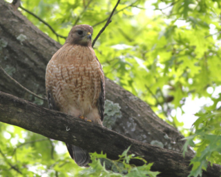 Red-shoulder Hawk Jim Wright-001