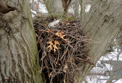 The nest 9126-002
