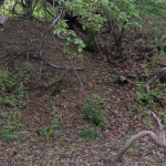 Snake 6 looking at birdhouse