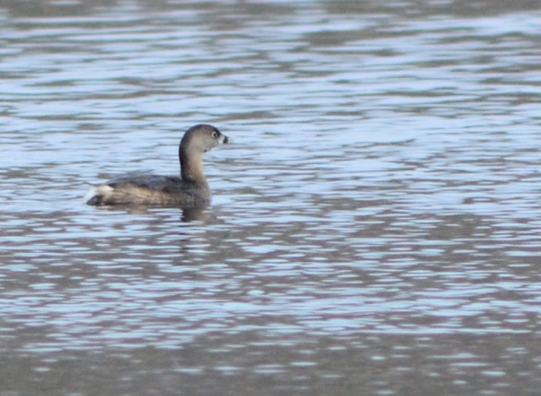 4-1-2013 Grebe