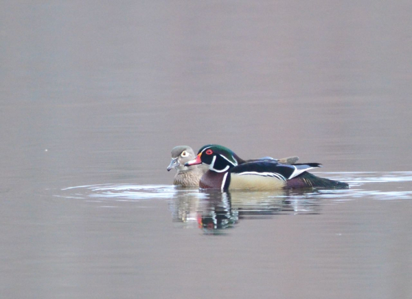 4-1-2012 Wood Duck Couple