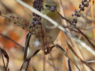 American Goldfinch 1 eating Clethra alnifolia seeds Double Trouble State Park 110816 BLaboy (1)