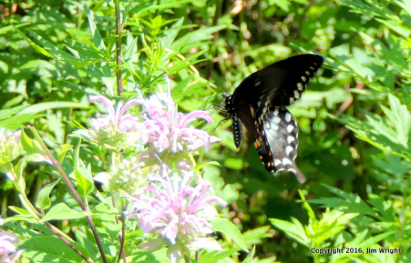 DSCN0028-001