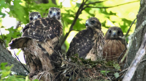 Red-shoulder family 842A8263 (1)