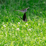 TNC KAY 080418 Black Swallowtails_MG_9499 (1)