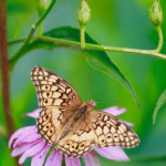 TNC KAY 080418 Fritillary (1)