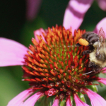 TNC KAY 080418 bee with pollen on leg_MG_9427 (1)