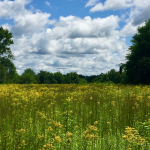 TNC KAY 080418 field IMG_8853 (1)