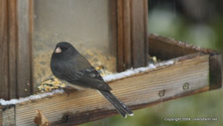 Junco_8253