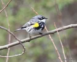 IMG_8801-001