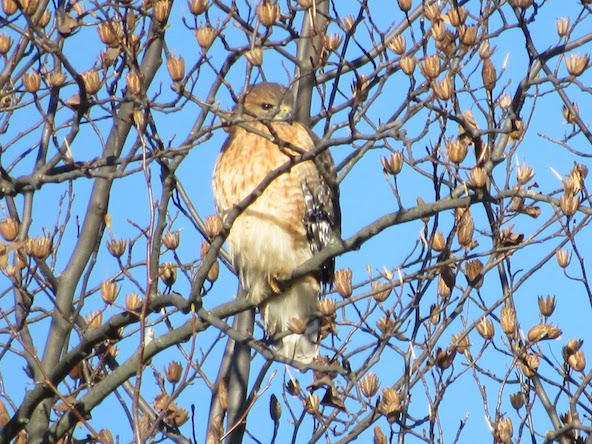 TM Red-shouldered