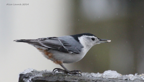 Alice-nuthatch