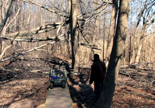 Boardwalk tree down