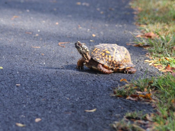 Jim Wright eastern box turtle large IIMG_0299 (1)