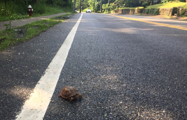Eastern Box Turtle  Jwright IMG_2718