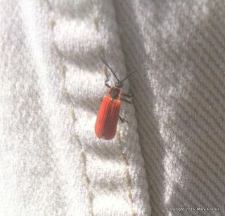 Red bug High mountain