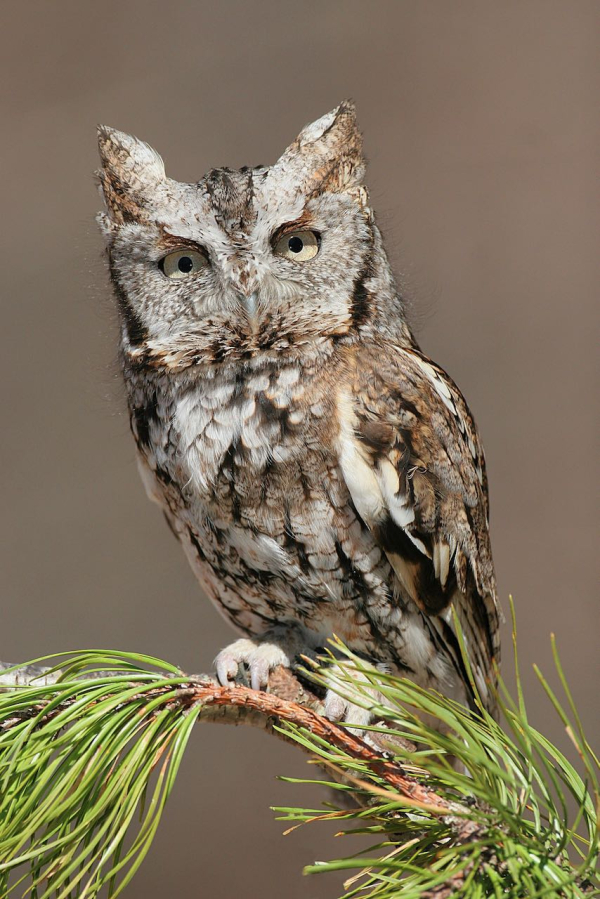 Eastern_Screech_Owl